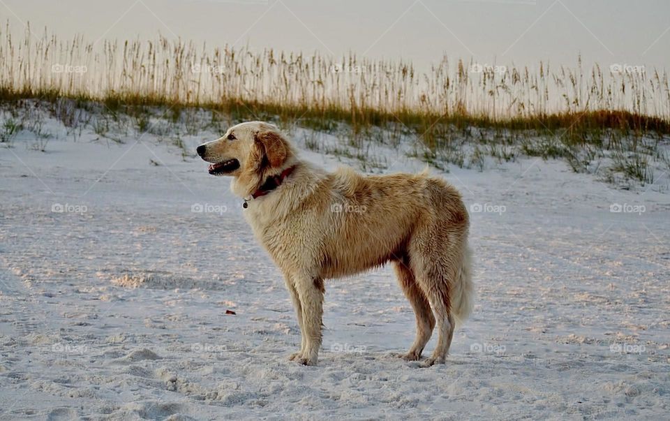 Bear on beach 