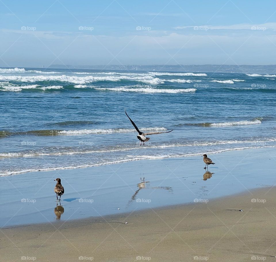 Birds in Flight