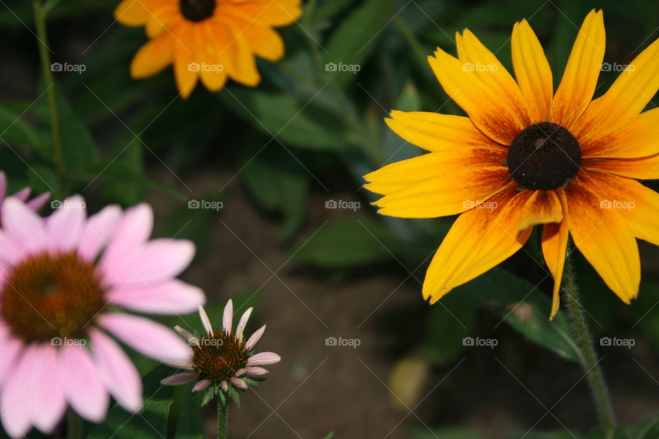 A close up of a Yellow flower and other colors of Flowers.