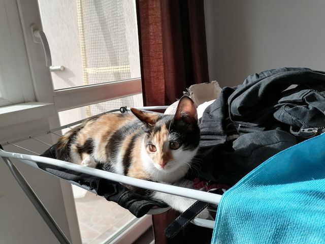 My cute cat