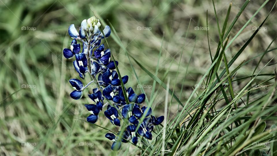 Bluebonnet time in Texas!!!