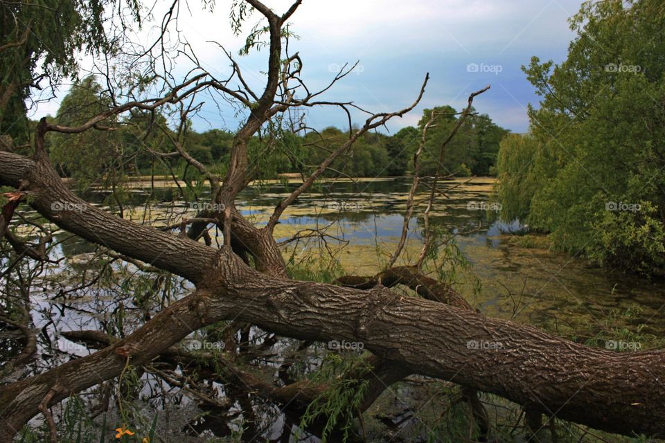 Falling tree