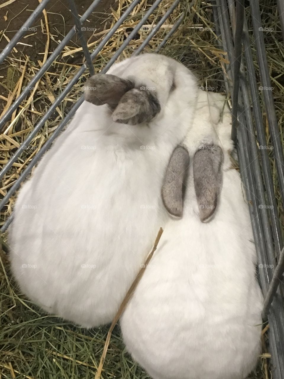 A pair of bunnies at the petting farm 