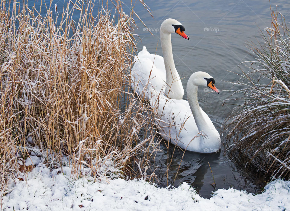 Two Swans swimming . Two swans swimming on a lake in winter