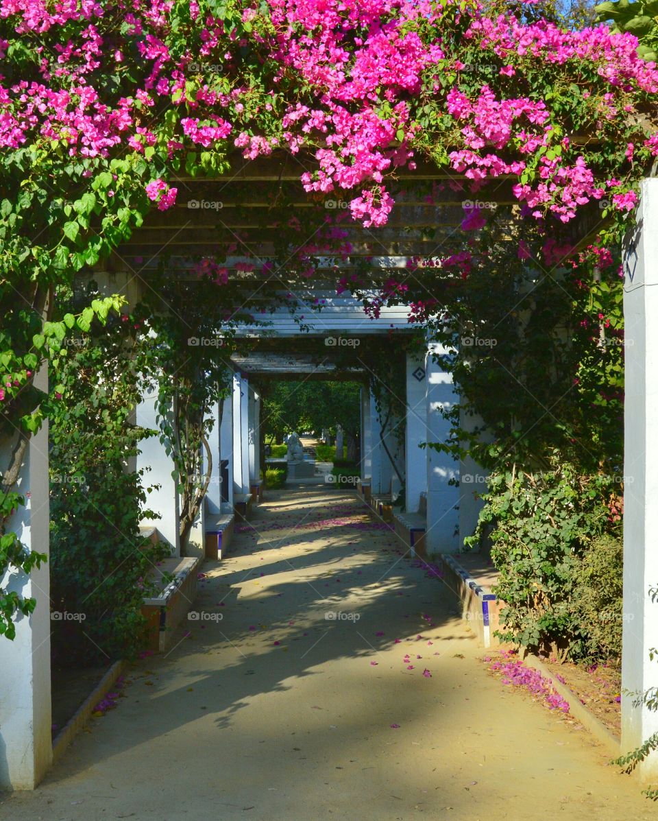 Pergola. Pergola at Parque de María Luisa, Sevilla, Spain.