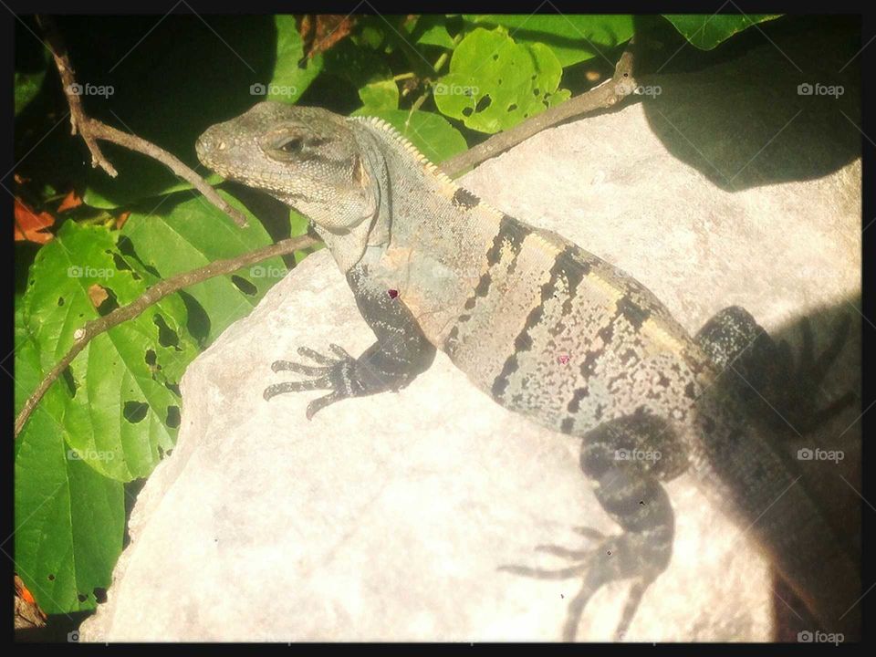iguana tulum  mexico