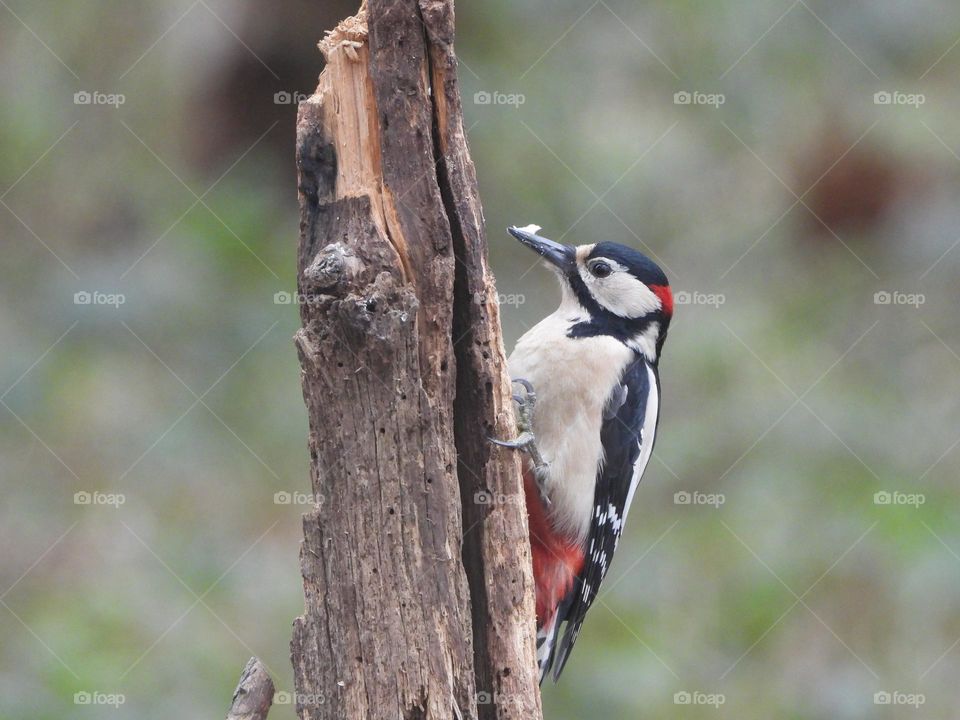 A woodpecker in a tree 