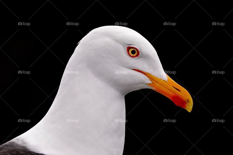 seagull close-up on black background