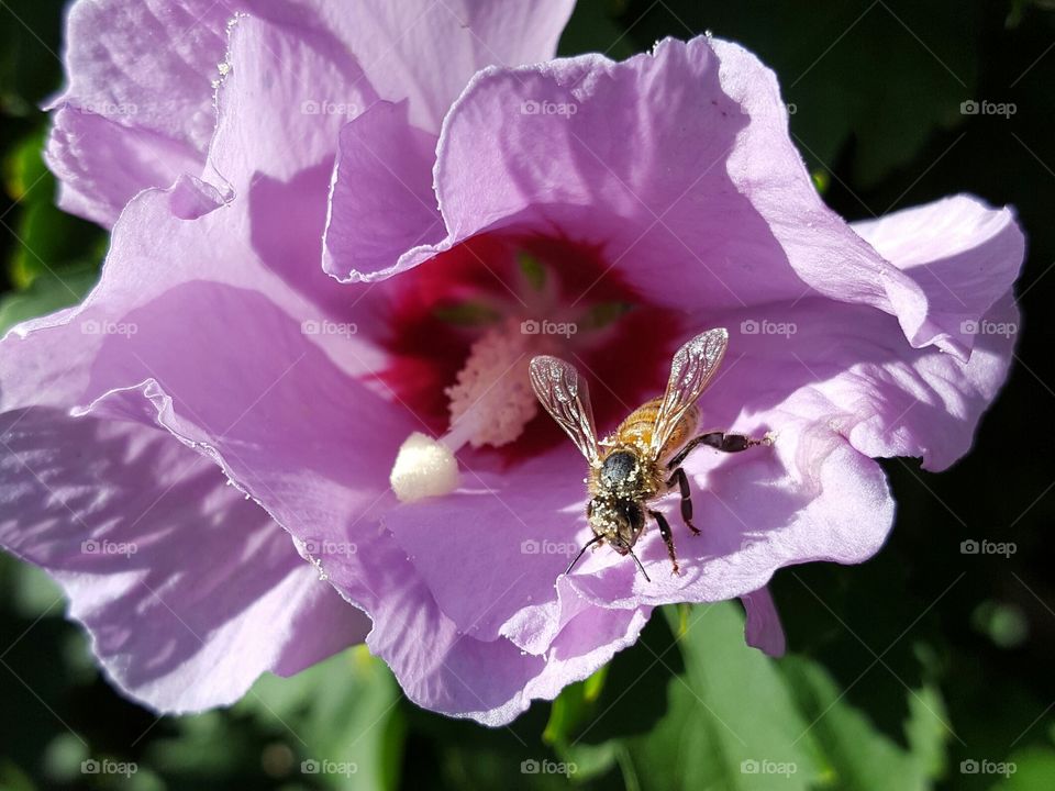 Bee with flowers