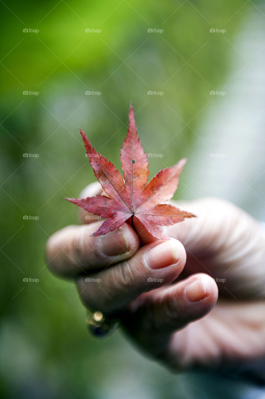 Hand-picked red Japanese maple leaves during autumn in Kyoto, Japan