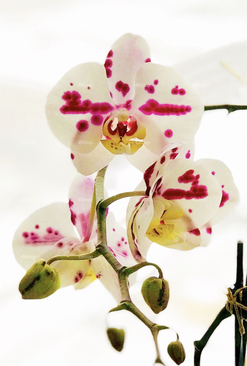 Orchid blossoms 