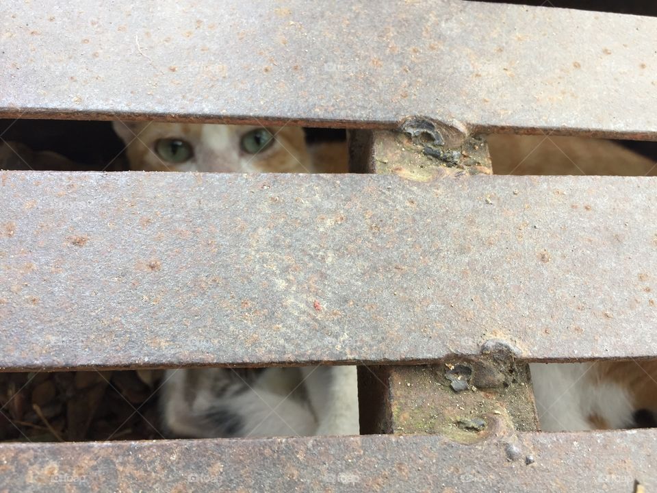 A mother cat underneath a drainage