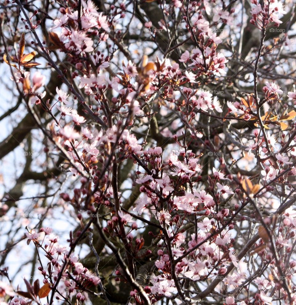 Cherry tree in bloom