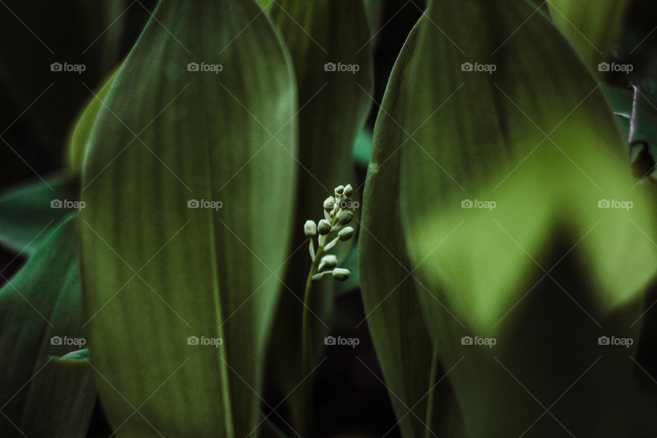 lilies of the valley close up