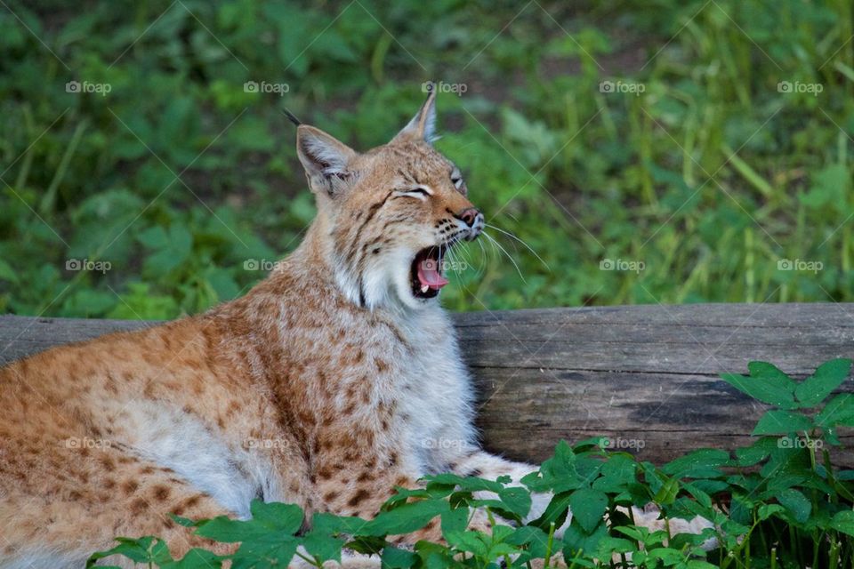 Lynx yawning in forest