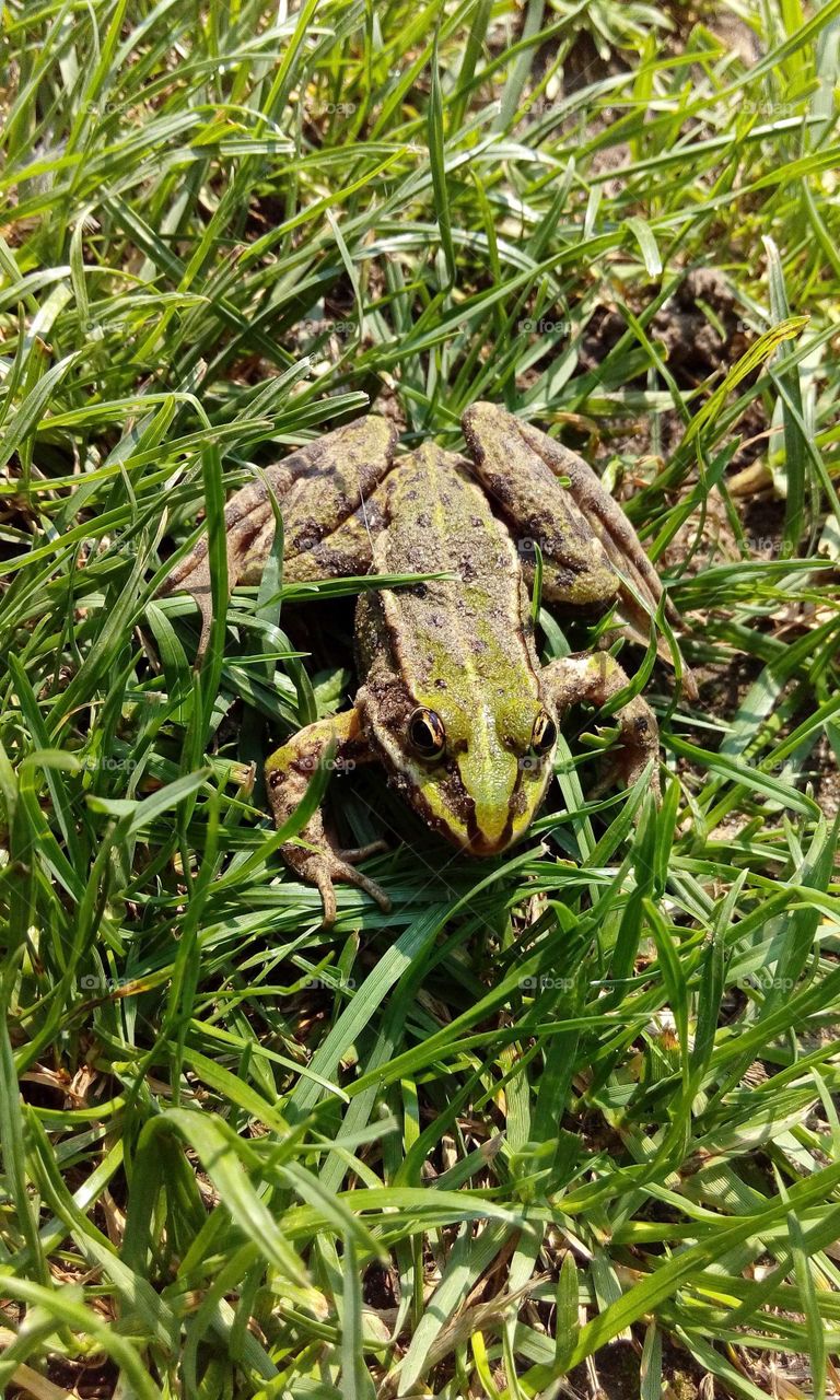 A little green frog in the grass