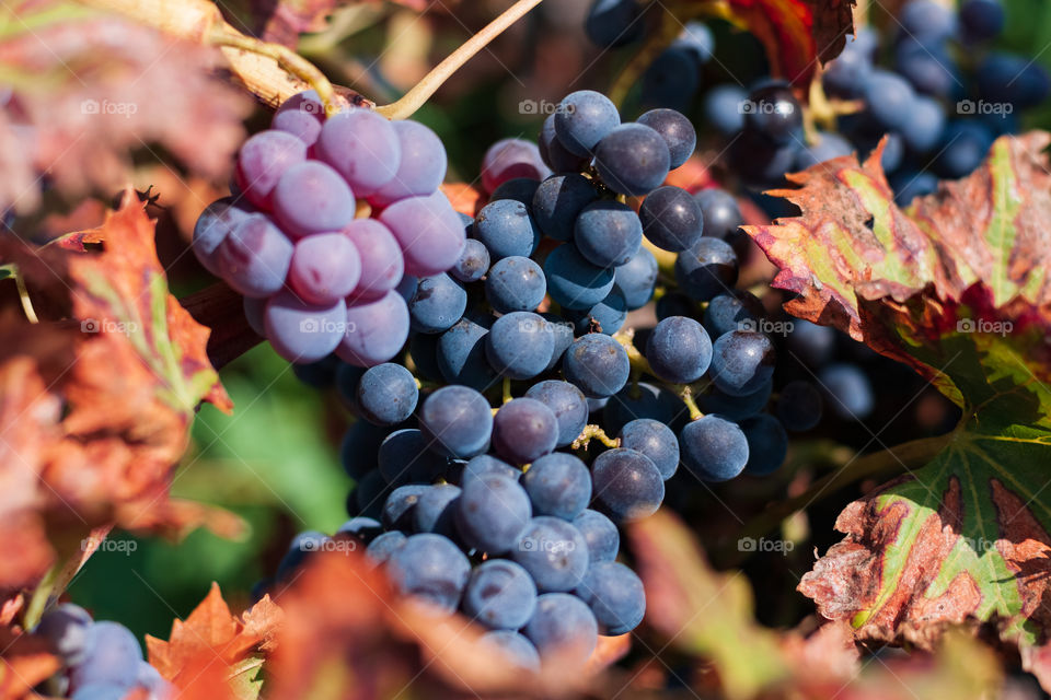 Harvest (grapes)