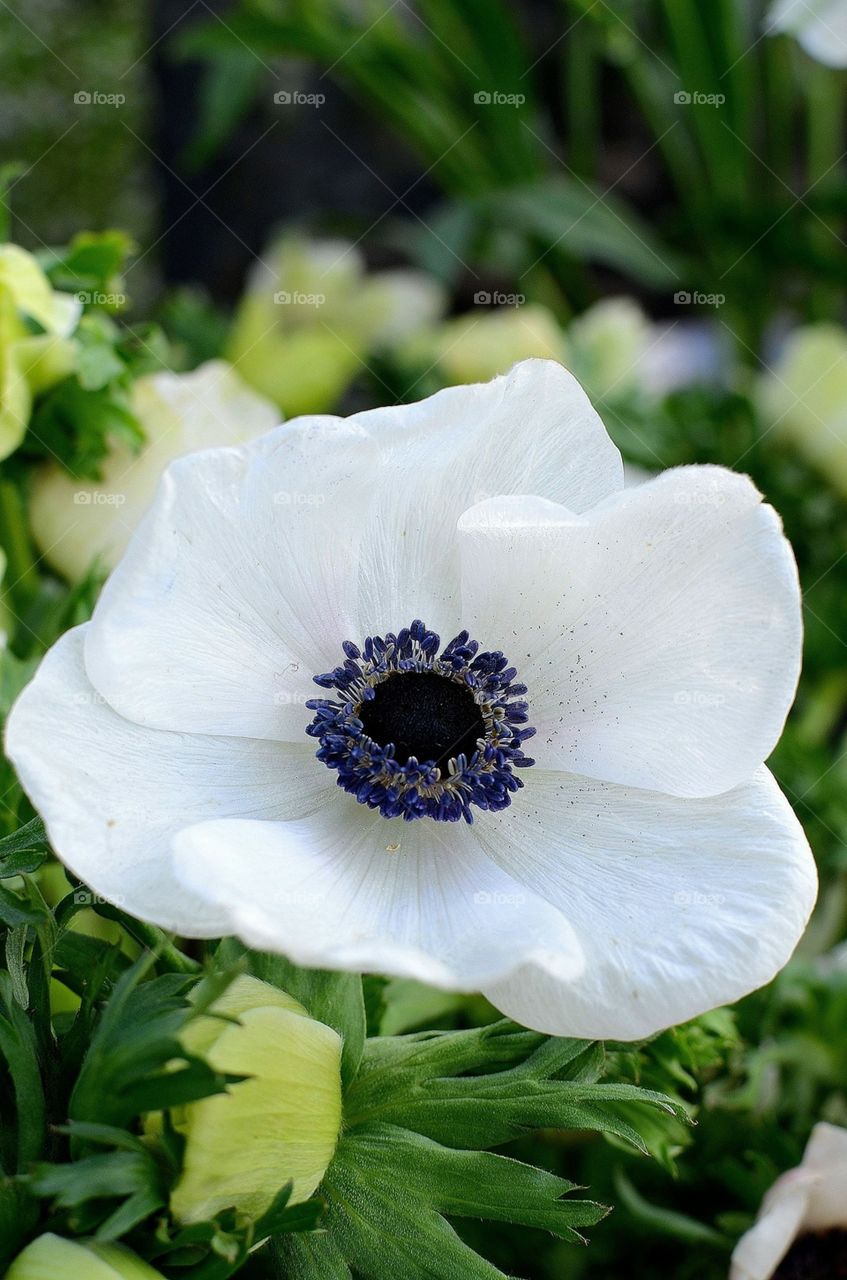 White anemone