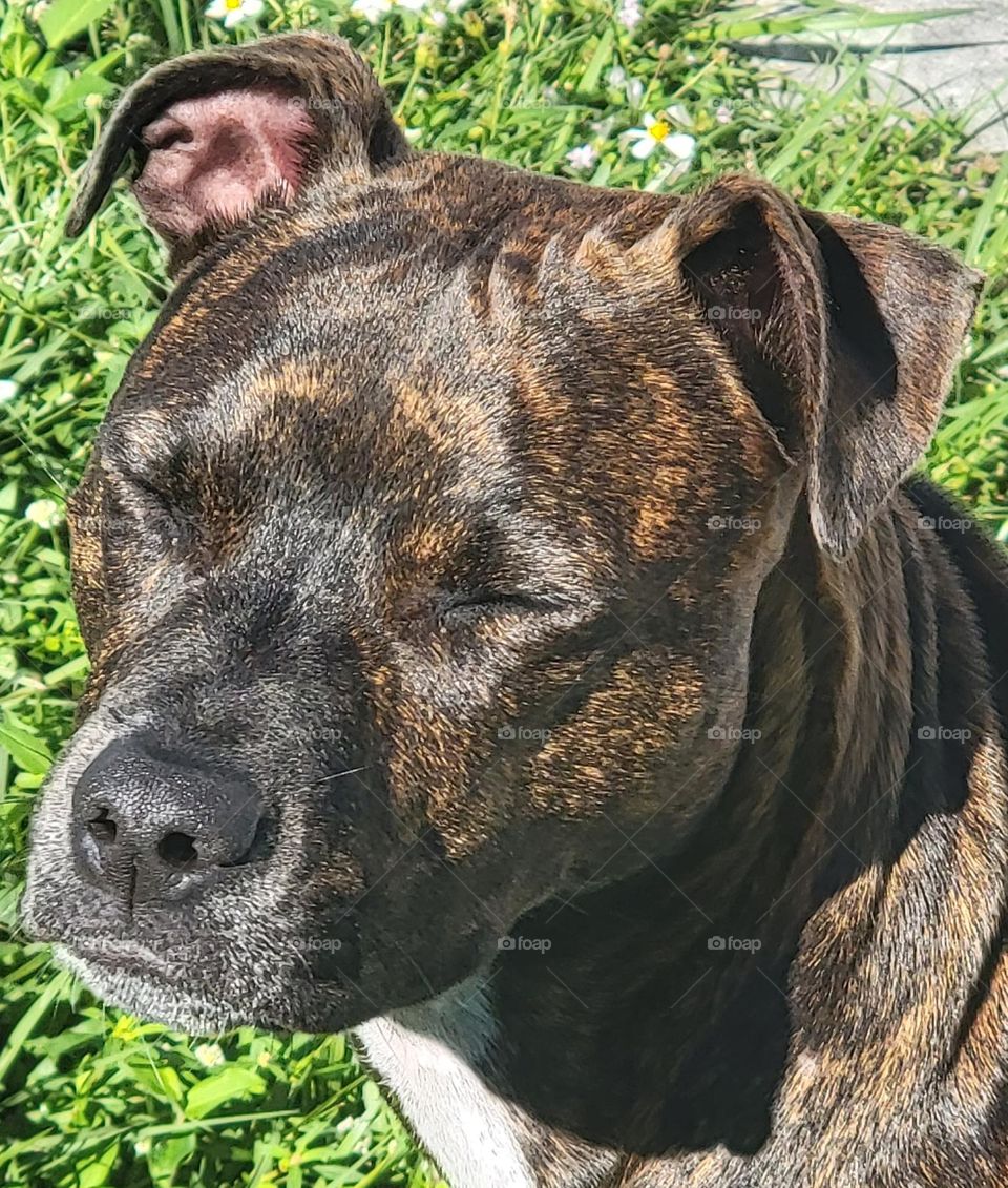 Dog enjoying the sun. Florida life in the summer.
