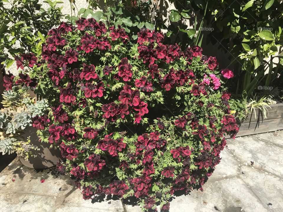 Burgundy geraniums 