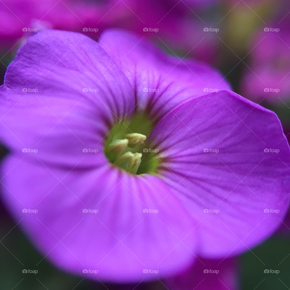 Extreme close-up of a purple flower