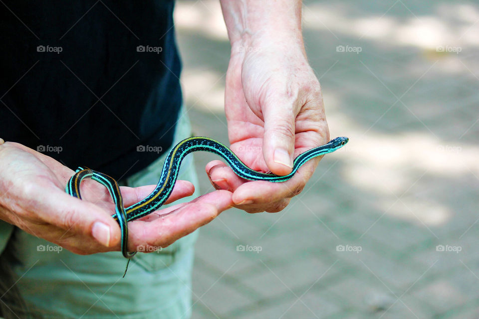 Hello Mr. Ribbon Snake