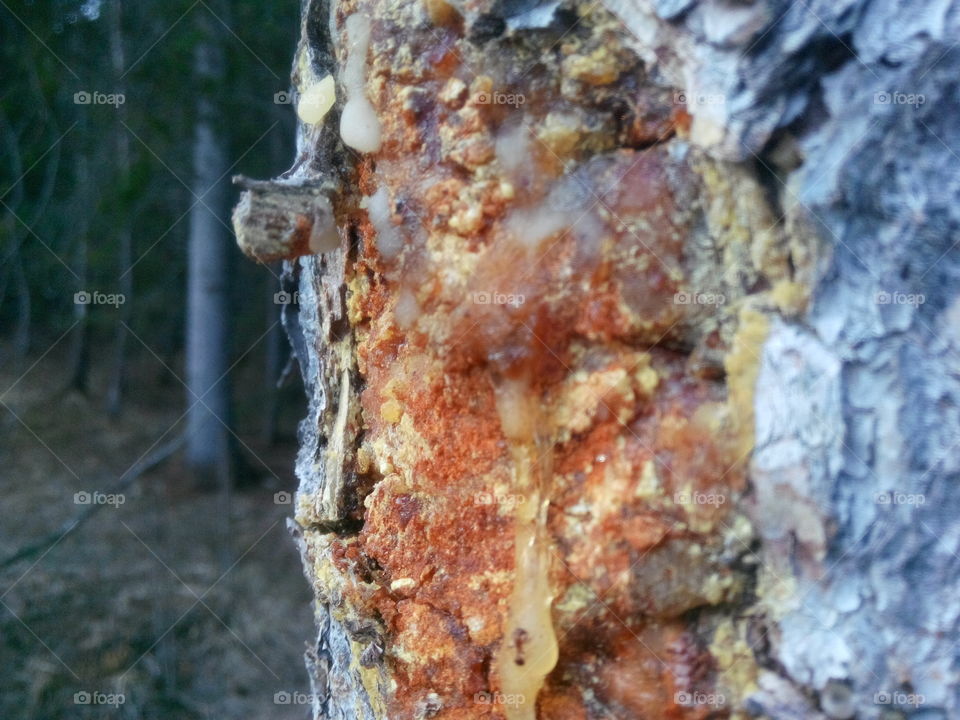 tree sap