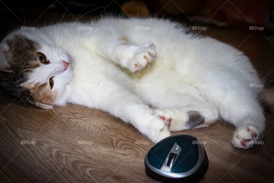 Cat