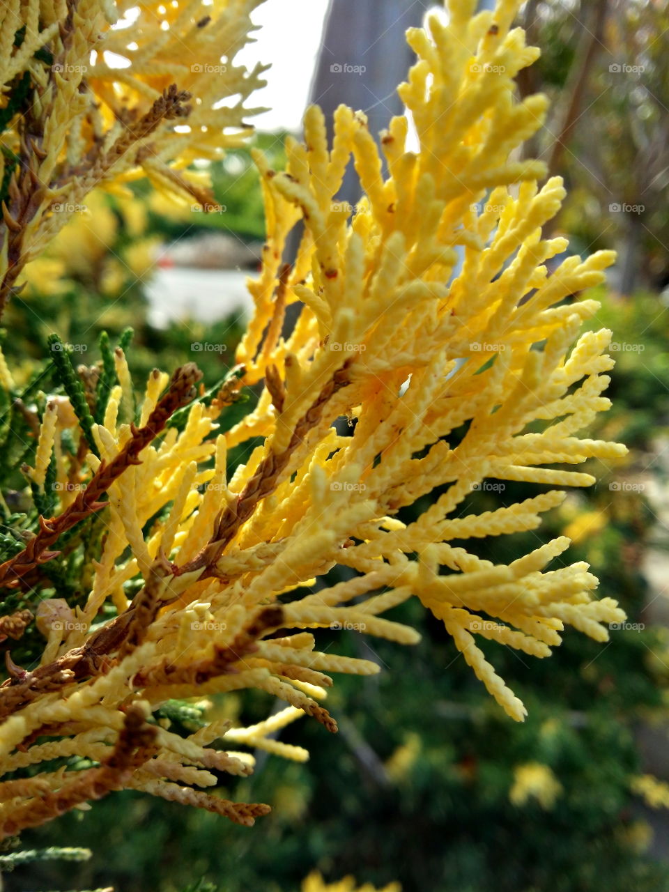 yellow leaves