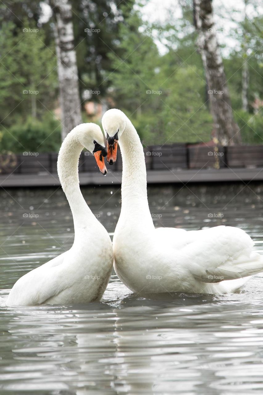 pair of Mute Swans (Cygnus Olor) on the water . courting rituals.
