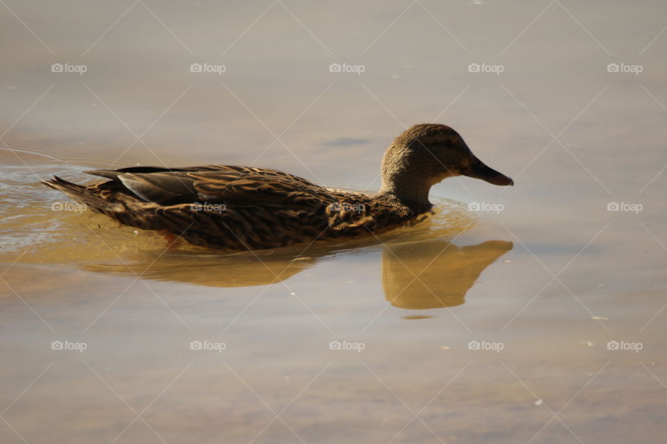 Mallard 
