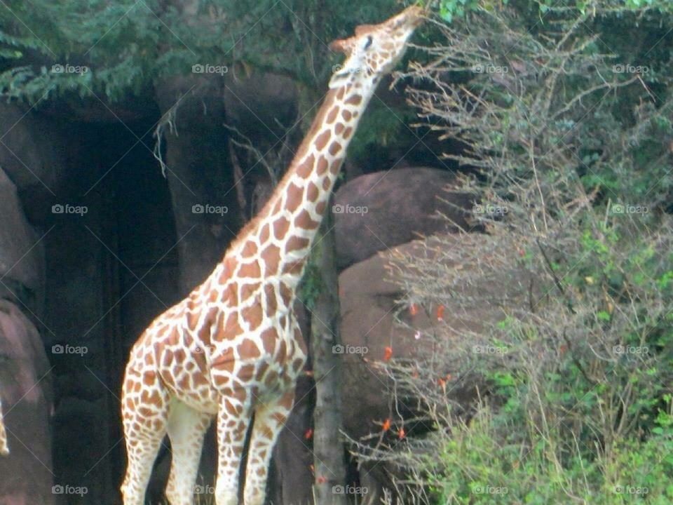 Giraffe Reaching Up