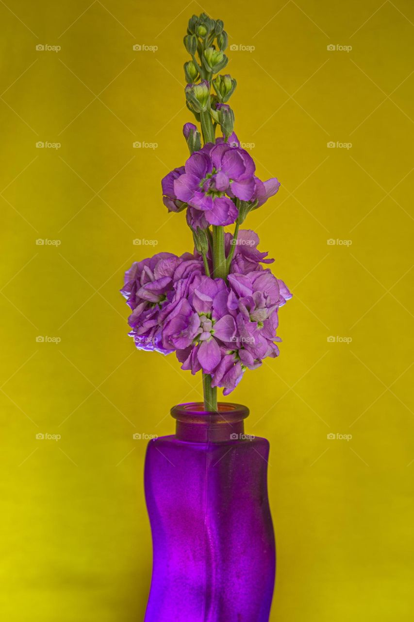 Violet flower in violet vase on yellow background 