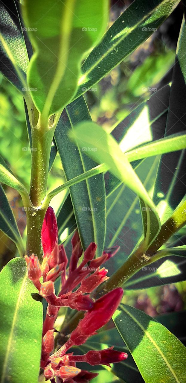 Oleander buds in fuchsia