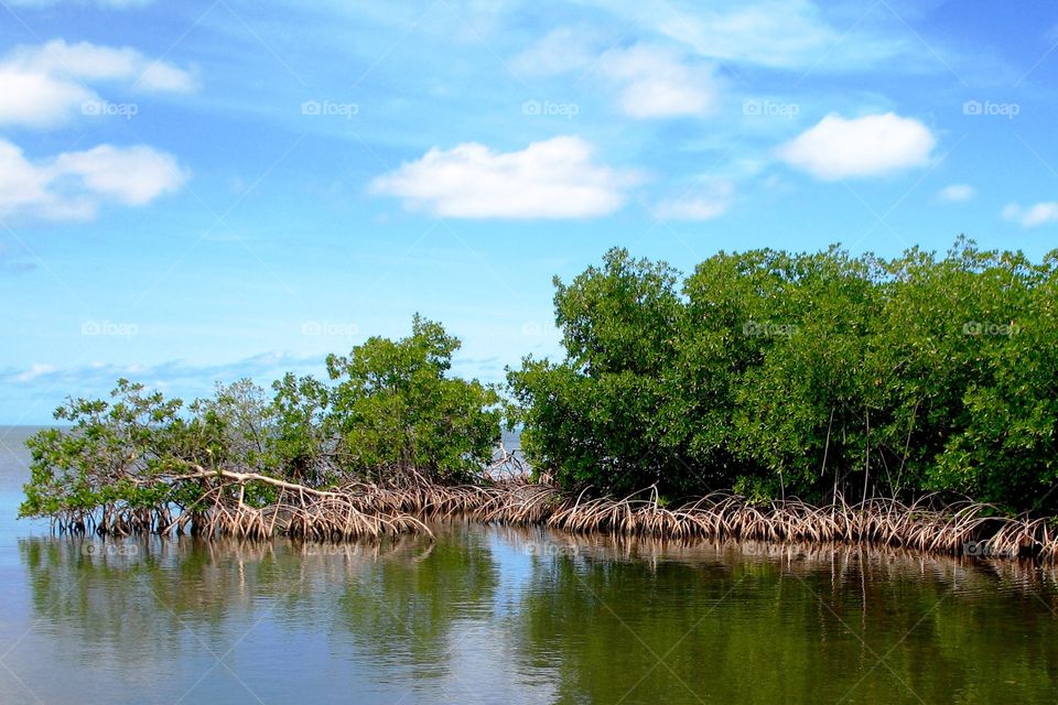 Mangrove dans le grand Cul-de-sac marin en Guadeloupe