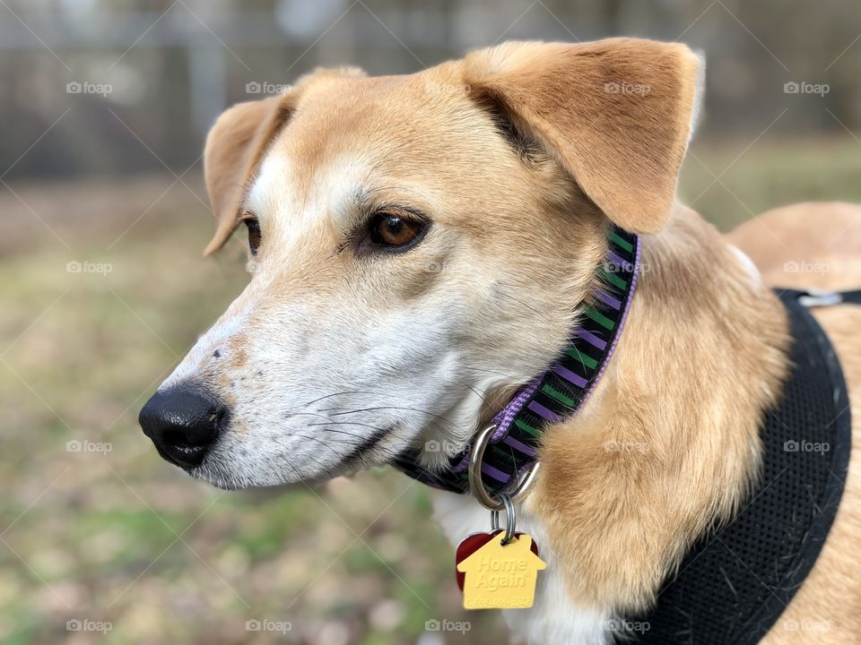 Pretty mixed breed dog closeup outdoors wearing collar 