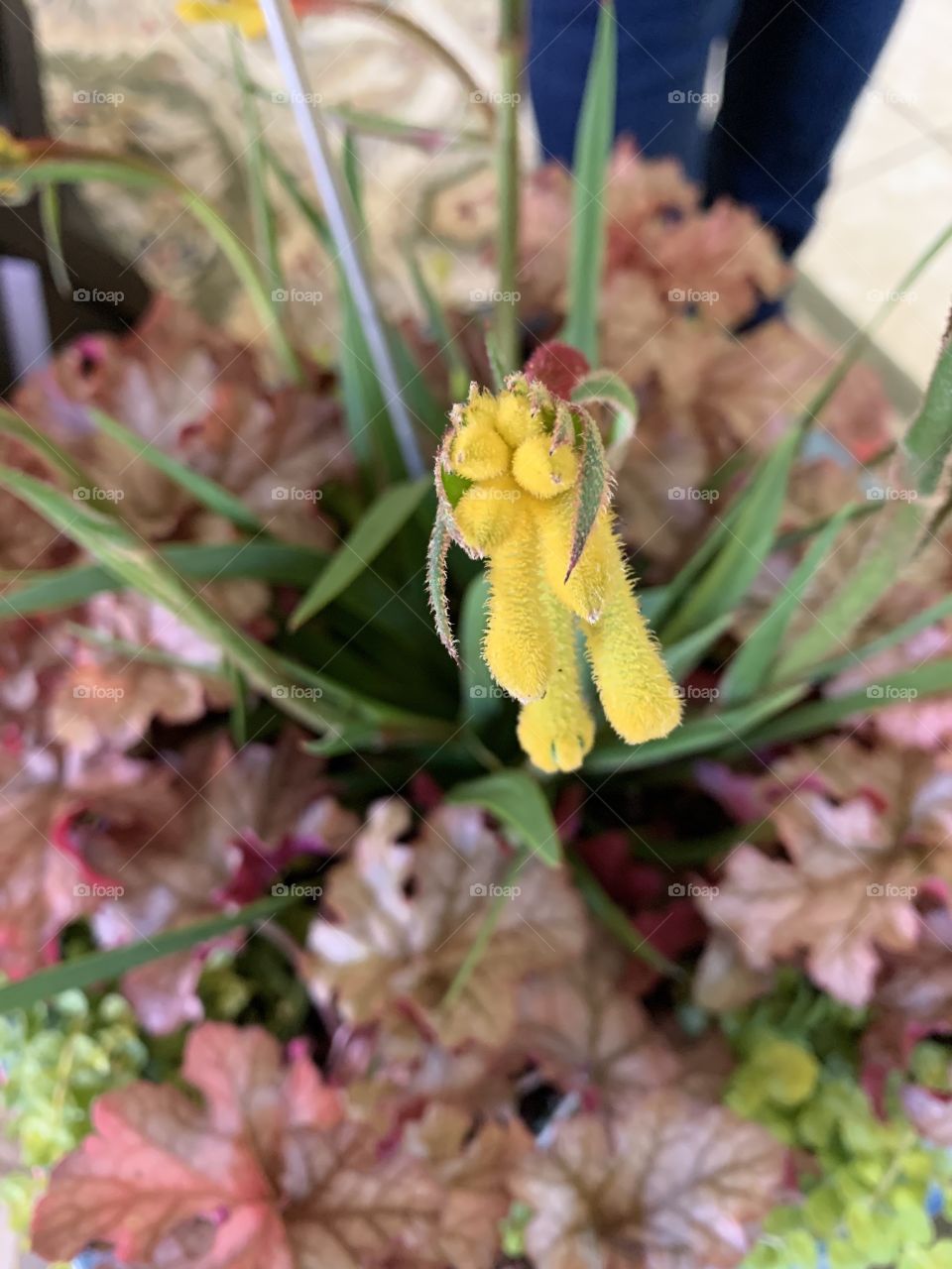 Beautiful Kangaroo Paws in the middle a mixed selection of perennial plants. The Kangaroo Paw plant is stunning with long, flattened leaves and beautiful brilliant yellow flowers