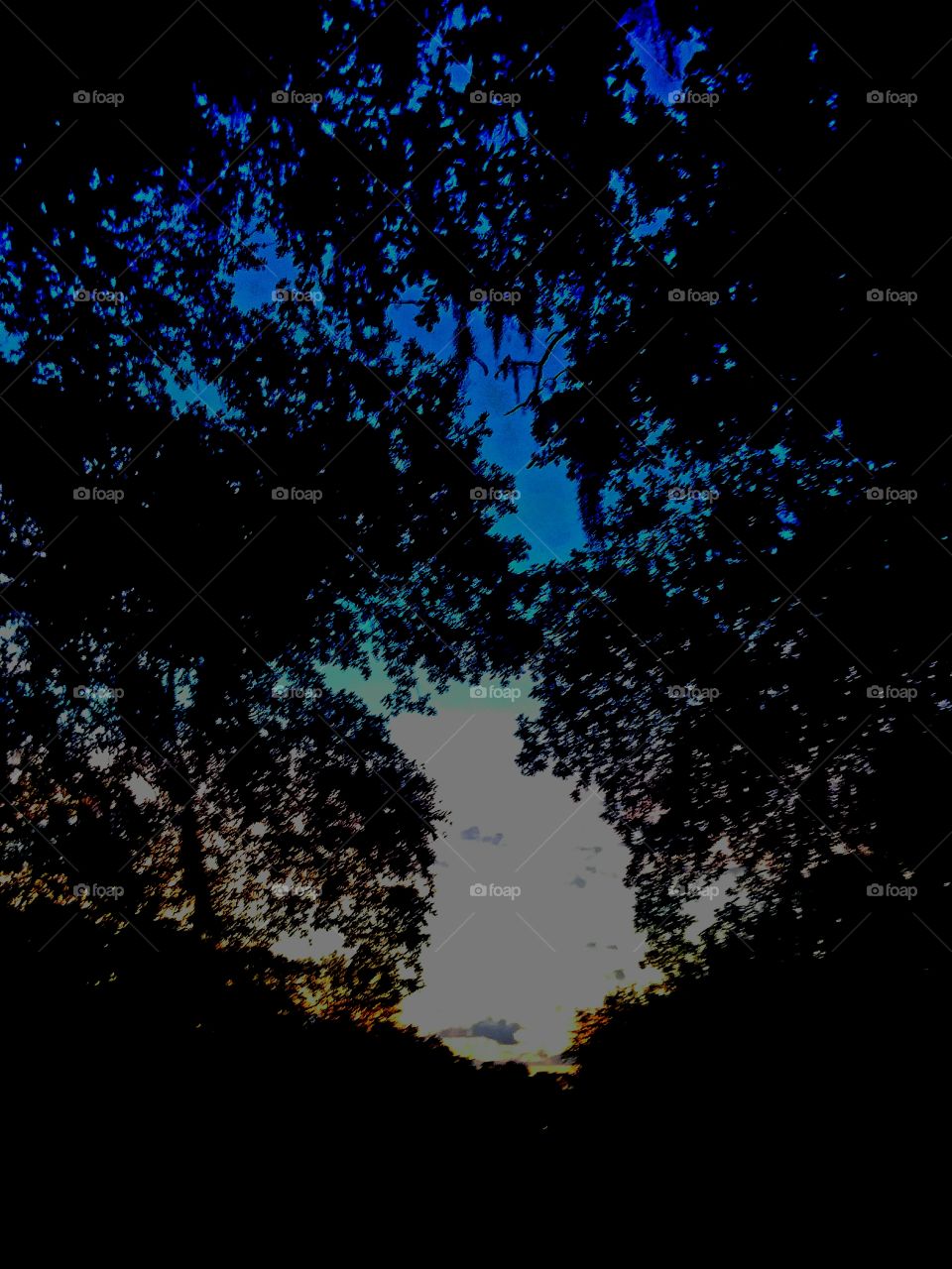 sun rises across the field and into the oaks