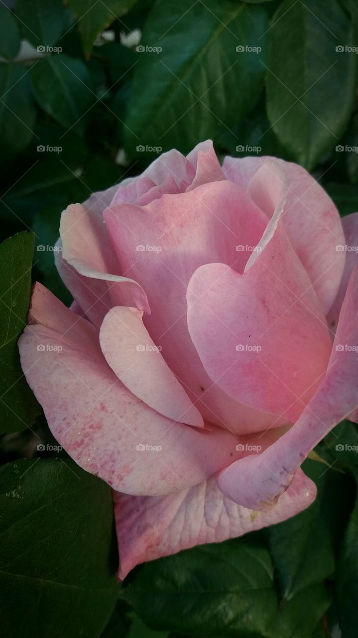 mature rose