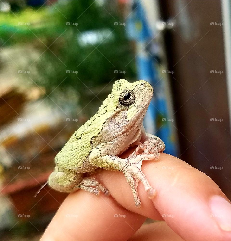 Grey Tree Frog