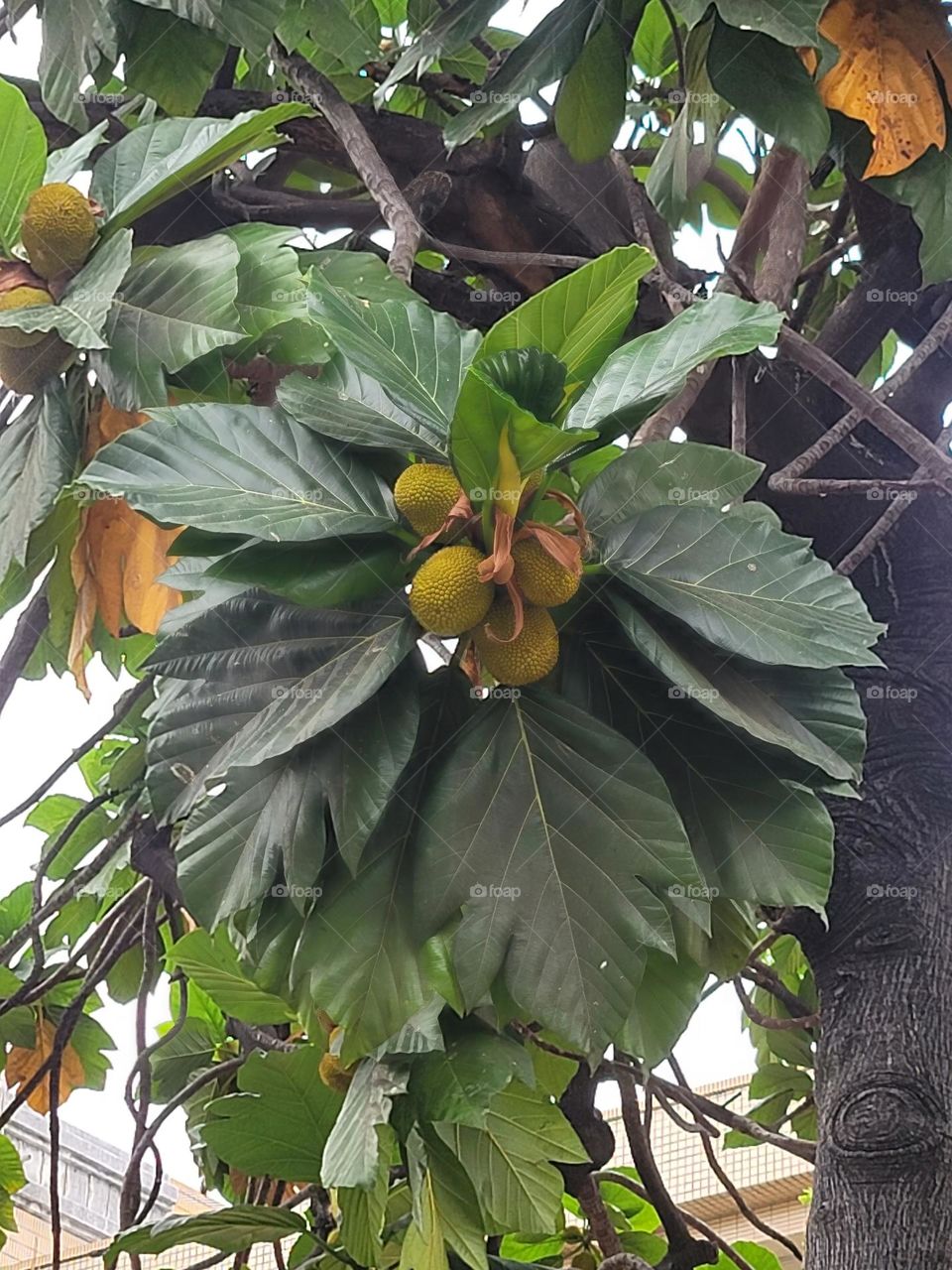 Breadtrees begin to bear fruit