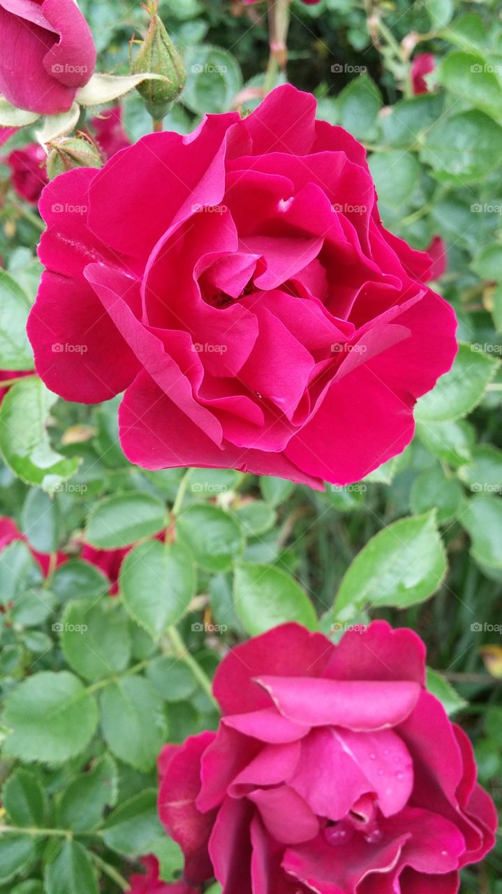 Roses blooming
