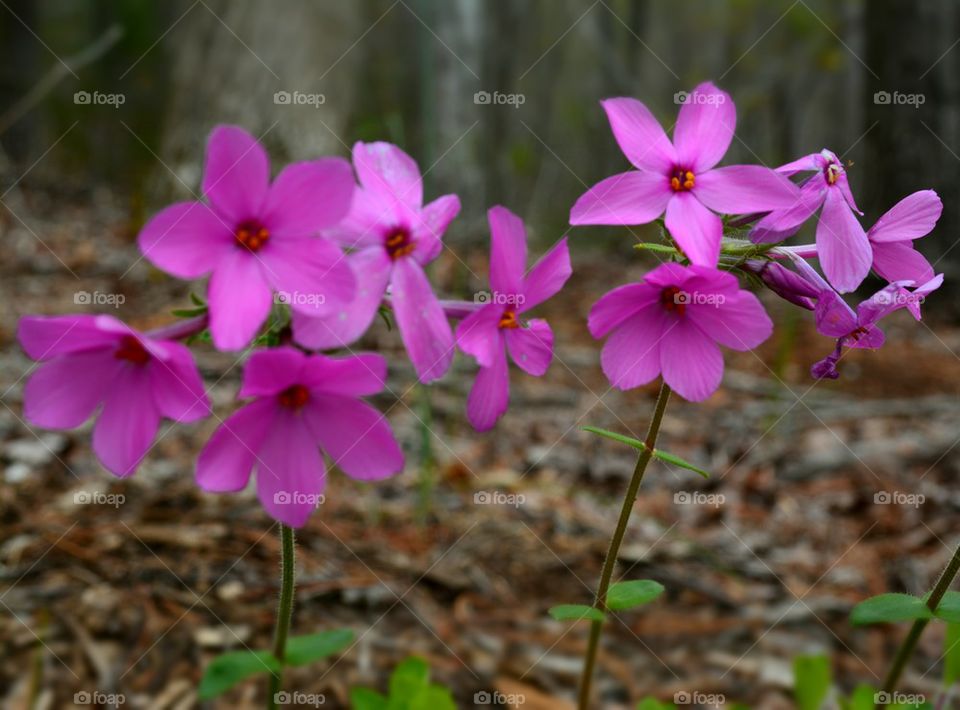 happy pink flowers