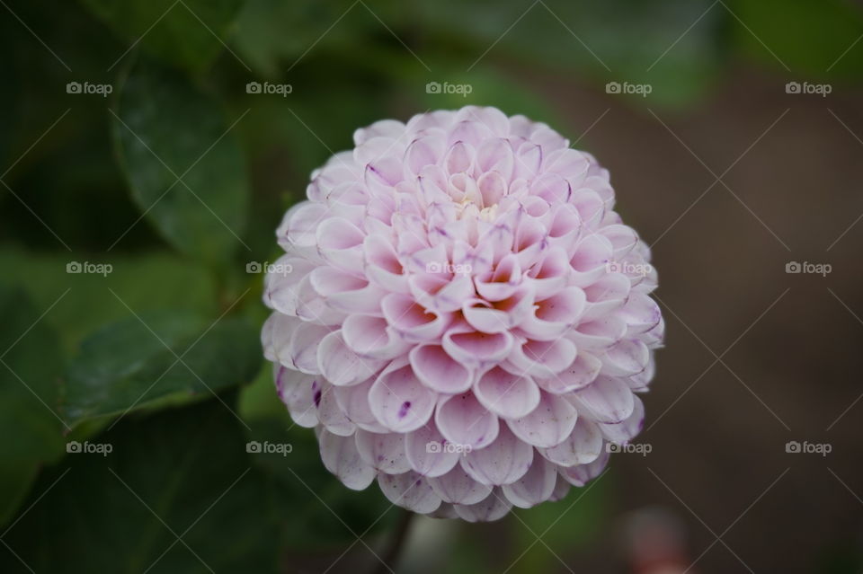 macro shot of a flower