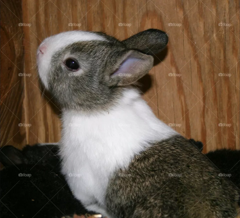 Bunny