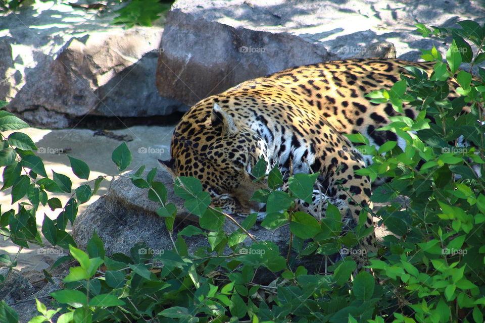 St Louis zoo leopard sleeping