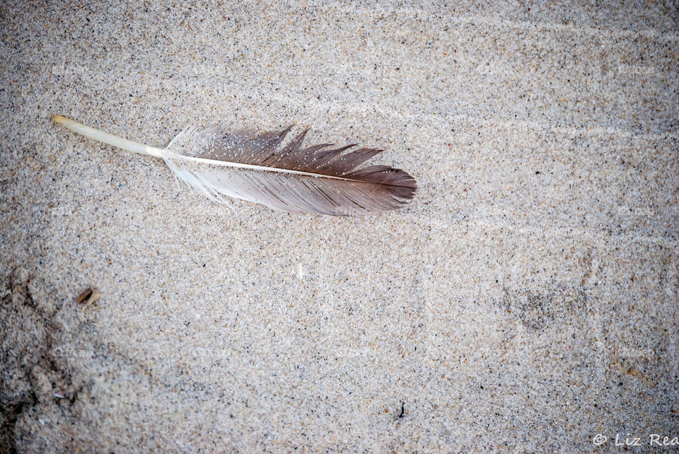 Feather 