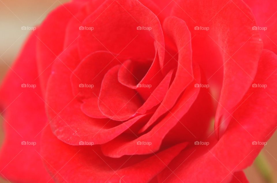 Red rose close up