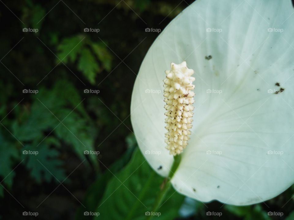Close up of white flower