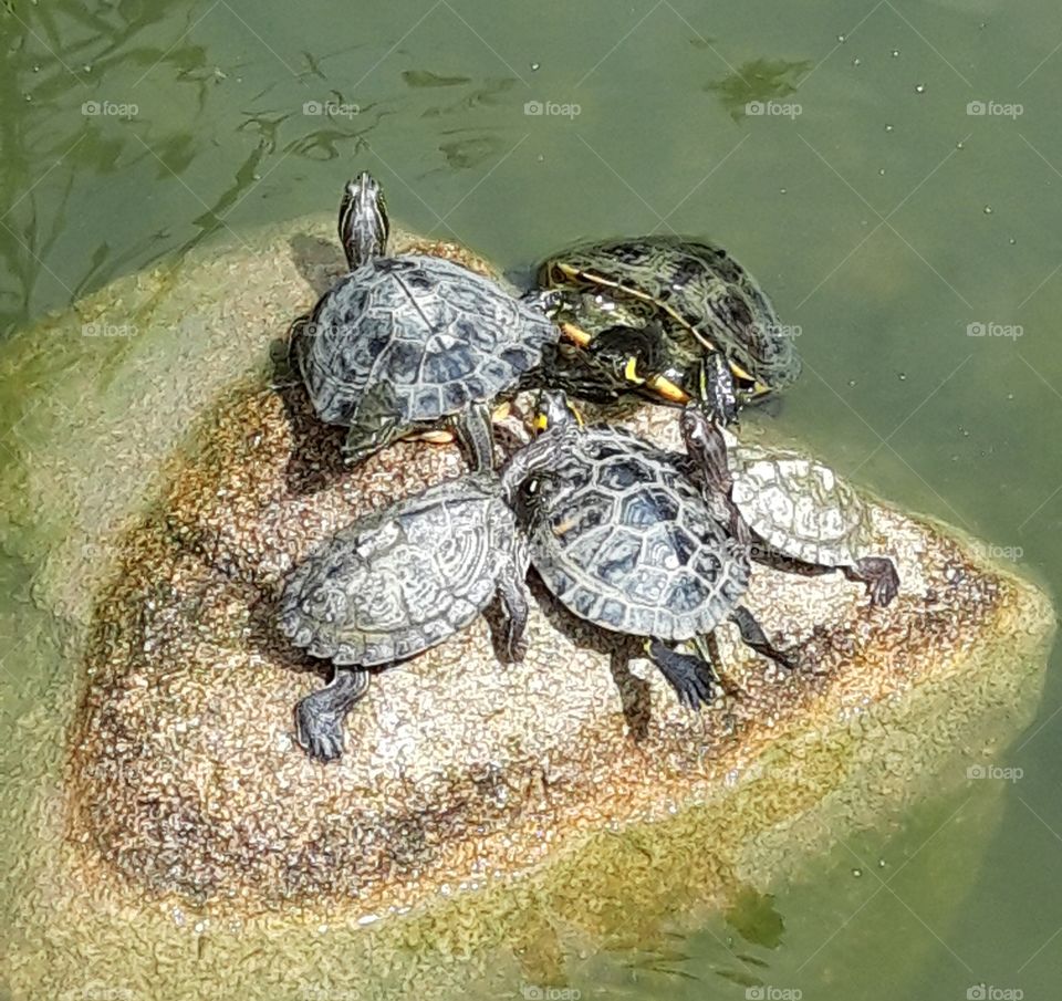 turtles in Lisbon